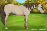 Horse Color:Classic Champagne Dun 