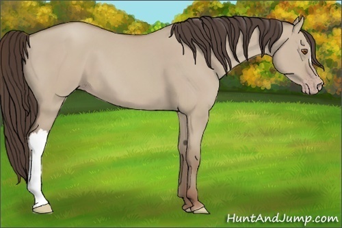 Horse Color: Classic Champagne Dun 