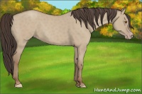 Horse Color:Classic Champagne Dun 