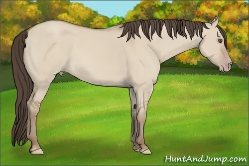 Horse Color: Classic Champagne Dun 