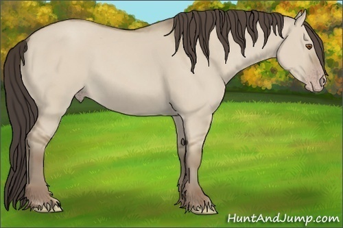 Horse Color: Classic Champagne Dun 
