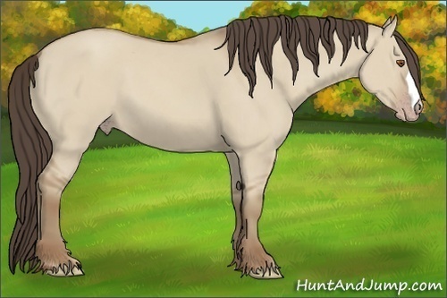 Horse Color: Classic Champagne Dun 