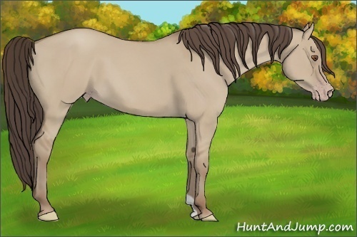 Horse Color: Classic Champagne Dun 