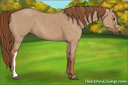 Horse Color: Red Dun  Brindle