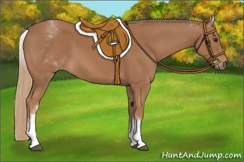 Horse Color:White Spotted Chestnut