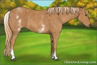 Horse Color:White Spotted Chestnut  Brindle