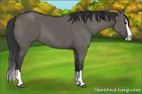 Horse Color:Grullo Splash 