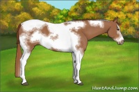 Horse Color:Chestnut Splash Tobiano Frame