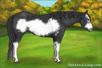 Horse Color:Black Splash Frame 