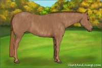 Horse Color:Chestnut Splash Frame  Brindle