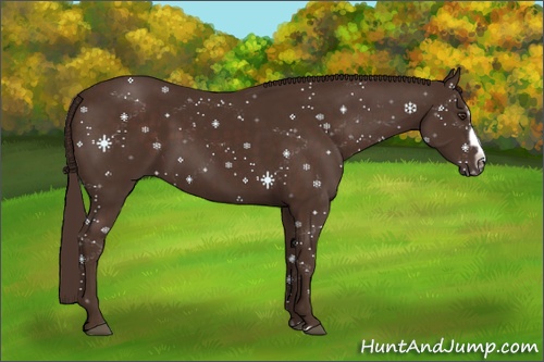 Horse Color: Liver Chestnut Splash Frame 
