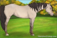 Horse Color:Amber Champagne Dun 
