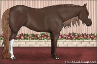 Horse Color:Liver Chestnut 