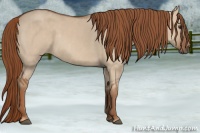 Horse Color:Red Dun  Brindle