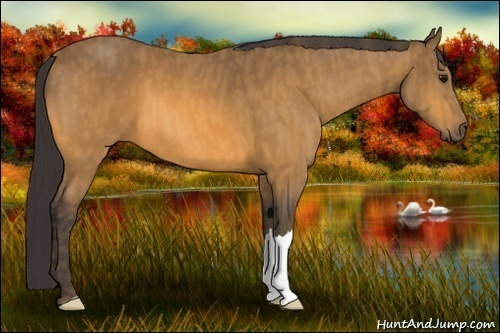 Horse Color:Buckskin Brindle