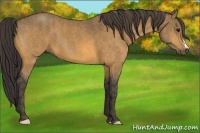 Horse Color:Buckskin  Brindle