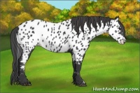 Horse Color:Black Appaloosa 