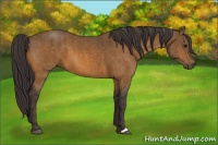 Horse Color:Buckskin  Brindle
