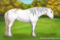 Horse Color:Chestnut Appaloosa 