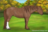 Horse Color:Chestnut  Brindle