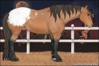 Horse Color:Bay Snowcap 