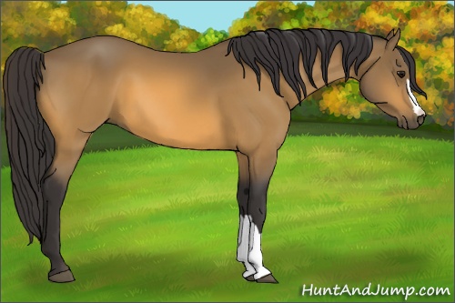 Horse Color:Buckskin