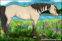 Horse Color:Buckskin Roan Dun Splash