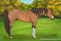 Horse Color:Bay  Brindle