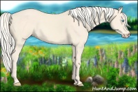 Horse Color:Cremello 