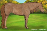 Horse Color:Chestnut  Brindle