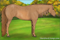 Horse Color:Chestnut  Brindle