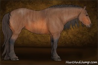 Horse Color:Bay  Brindle