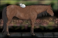 Horse Color:Bay  Brindle