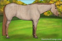 Horse Color:Red Dun Roan  Brindle