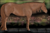 Horse Color:Chestnut  Brindle