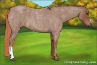 Horse Color:Red Roan 