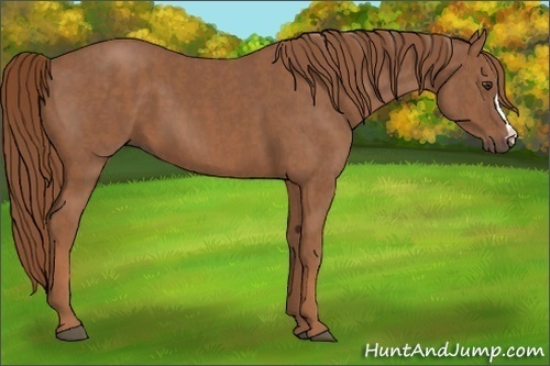 Horse Color: Chestnut  Brindle