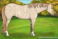 Horse Color:Red Dun Roan  Brindle