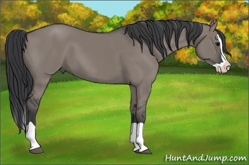 Horse Color: Grullo Splash 