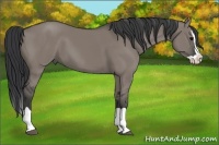 Horse Color:Grullo Splash 
