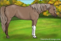 Horse Color:Liver Red Dun 
