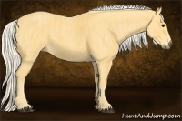 Horse Color:Palomino  Brindle