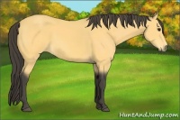 Horse Color:Buckskin 
