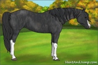 Horse Color:Black  Brindle