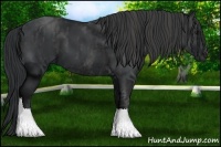 Horse Color:Black Tobiano Frame  Brindle
