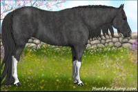 Horse Color:Black  Brindle