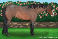 Horse Color:Bay Roan Splash 