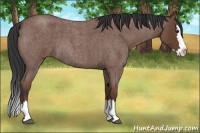 Horse Color:Bay Roan Splash 