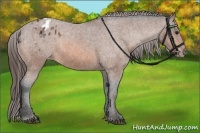 Horse Color:Bay Appaloosa  Brindle