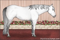 Horse Color:Gray Bay 